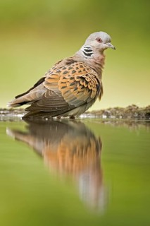 European Turtle Dove (Streptopelia turtur) at a waterhole, Hungary