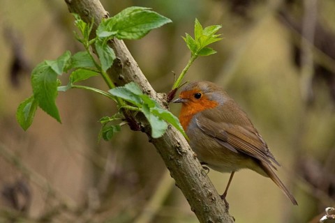 Robin (Erithacus rubecula) Riverside area, Stratford-upon-Avon, England, Great Britain