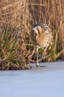 Eurasian Bittern (Botaurus stellaris) male, Netherlands