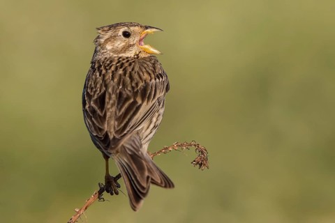 Corn Bunting (Emberiza calandra) male singing from a branch, Lesvos, Greece