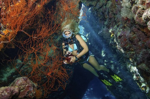 Underwater photo scuba diver in bikini looking at illuminated Black coral (Antipathes dichotoma)