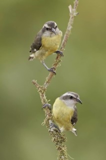Bananaquit (Coereba flaveola), Ecuador
