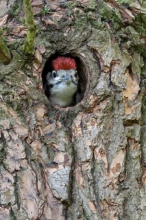 Great Spotted Woodpecker (Dendrocopos major) juvenile peering out from nest hole in tree, North