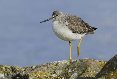 Greater Yellowlegs (Tringa melanoleuca), British Columbia, Canada