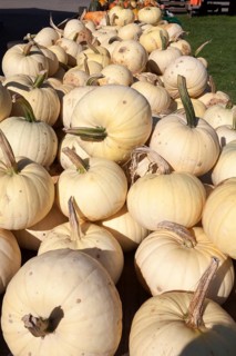 White Pumpkin, (Cucurbita maxima), weißer Speisekürbis