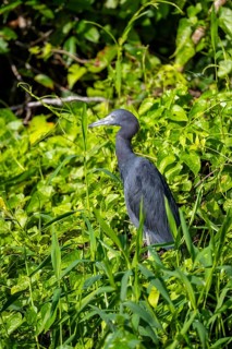 Anhinga (Anhinga anhinga) in a tree, Tortuguero National Park, Costa Rica
