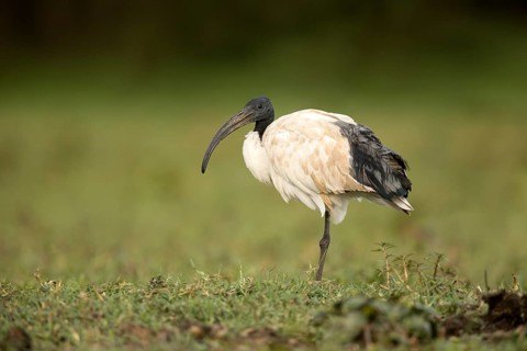 African Sacred Ibis (Threskiornis aethiopicus), Lake Ziway, Ethiopia