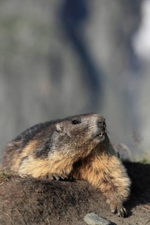 One adult Alpine Marmot, Marmota marmota, resting on a rim of a soil, observing his surrounding