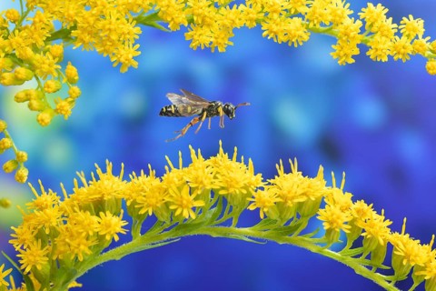Ornate tailed digger wasp (Cerceris rybyensis) flies over the flower of goldenrod (Solidago