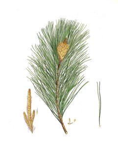 Plant species from the pine genus, Pinus massoniana, Indian pine, tree, digitally enhanced
