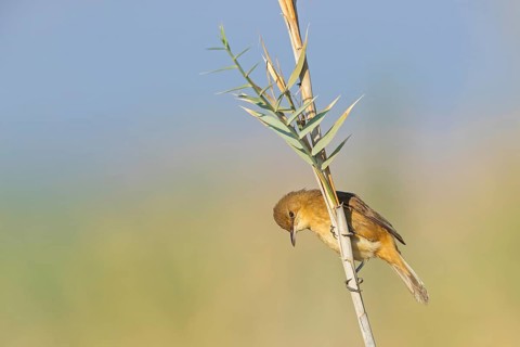 Stentor's Warbler, Acrocephalus stentoreus, Israel