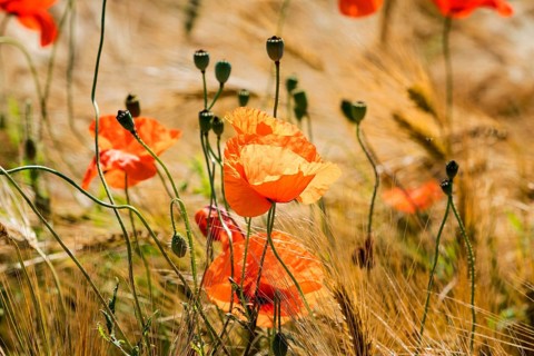 A grain field with common red poppy (Papaver rhoeas), Wesertal, Weser Uplands, Weserbergland,