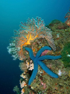 Blue starfish (blue Linckia laevigata) on colourful coral reef under water, dive site Pidada,