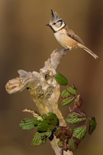 Crested Tit (Lophophanes cristatus), on a branch overgrown with blackberry vines, Biosphere