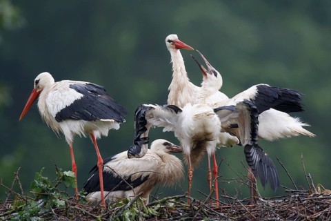 White Stork (Ciconia ciconia) feeding young in nest, North Rhine-Westphalia, Germany
