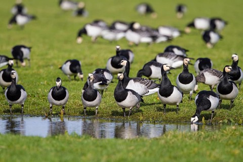 Barnacle Goose (Branta leucopsis) foraging, Netherlands