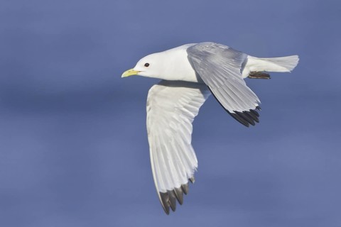 Black-legged Kittiwake (Rissa tridactyla) flying, Newfoundland, Canada