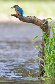 Common Kingfisher (Alcedo atthis) juvenile male, Saxony-Anhalt, Germany