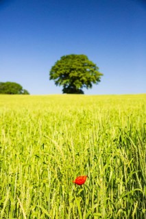 Common poppy, Papaver rhoeas, in front of a wheat field and a tree