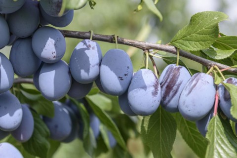 Plum (Prunus domestica 'Haroma'), LVG Erfurt, Erfurt, Thuringia, Germany