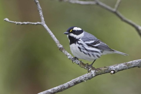 Black-throated Grey Warbler (Setophaga nigrescens), British Columbia, Canada