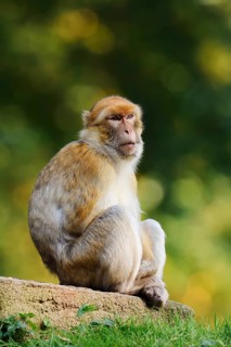 Barbary macaque or magot (Macaca sylvanus), captive, occurring in Morocco