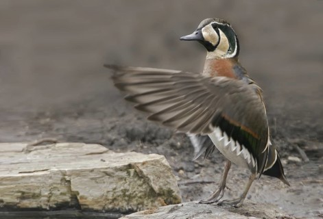 Baikal Teal (Sibirionetta formosa) male, Illinois, USA