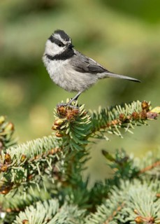 Mountain Chickadee (Poecile gambeli) perched on a conifer branch, British Columbia, Canada