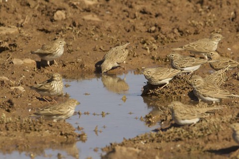 Lesser Short-toed Lark (Alaudala rufescens), Morocco