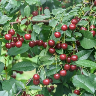 Sour cherry (Prunus cerasus 'Újfehértói fürtös'),  Austria