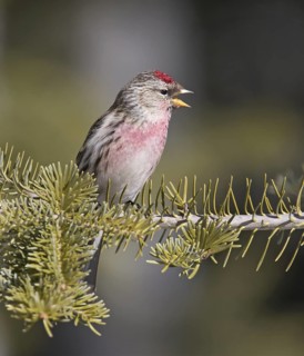 Common Redpoll (Acanthis flammea) singing, Saskatchewan, Canada