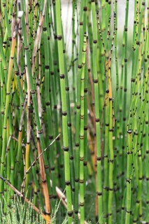 Horsetail (Equisetum hyemale),  Austria