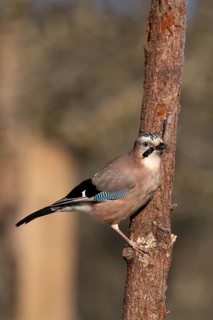 Eurasian Jay, Bitburg, Rhineland-Palatinate, Germany