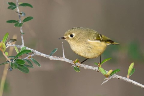 Ruby-crowned Kinglet (Regulus calendula), Texas, USA
