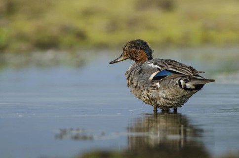 Eurasian Teal (Anas crecca) male, Schleswig-Holstein, Germany