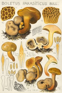 Mushroom, fungi, Parasitic Bolete, Pseudoboletus parasiticus, syn. Xerocomus parasiticus syn