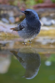 Black redstart (Phoenicurus ochruros), male standing in water, biosphere reserve, Swabian Alb,