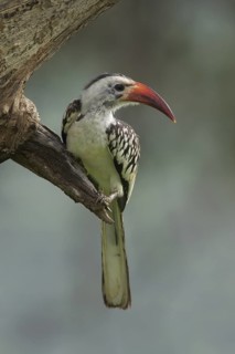 Northern Red-billed Hornbill (Tockus erythrorhynchus), Masai Mara, Kenya