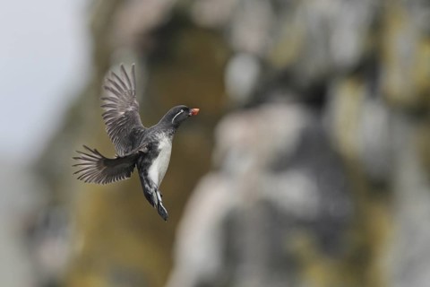 Parakeet Auklet (Aethia psittacula) flying, Alaska, USA