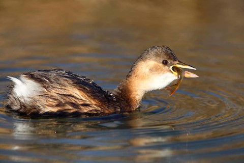 Little Grebe (Tachybaptus ruficollis) with fish prey in beak, Saxony-Anhalt, Germany