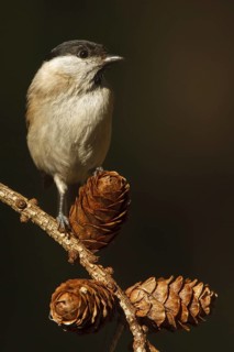Marsh Tit (Poecile palustris), Utrecht, Netherlands