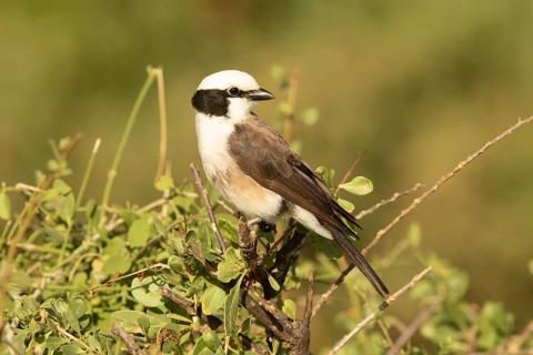 Northern White-crowned Shrike (Eurocephalus ruppelli), Samburu, Kenya