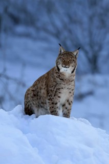 Carpathian lynx (Lynx lynx carpathicus), adult, in winter, in snow, alert, Bavarian Forest,