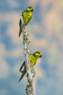 Yellow-eared Parrot (Ognorhynchus icterotis) perched on a branch in the mountains of Colombia,