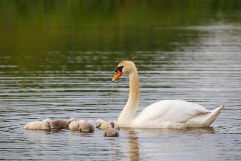 Mute Swan (Cygnus olor) female with chicks, North Rhine-Westphalia, Germany