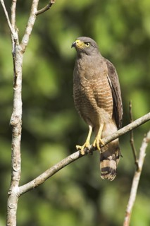 Roadside Hawk (Rupornis magnirostris), Costa Rica