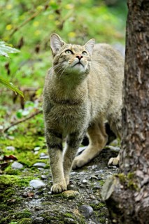 European wildcat or forest cat (Felis silvestris), captive, Switzerland