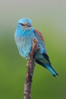 European roller (Coracias garrulus), on perch, Tower Hide, Tiszaalpár, Kiskunsági National Park,