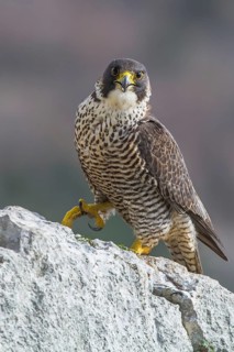 Peregrine Falcon (Falco peregrinus) perched on a rock, Istria, Croatia