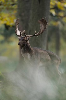Fallow Deer (Dama dama) male standing in autumn forest, North Rhine-Westphalia, Germany
